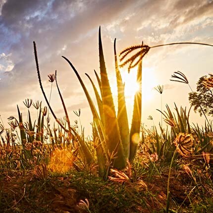 Aloe Vera plante i aftensol