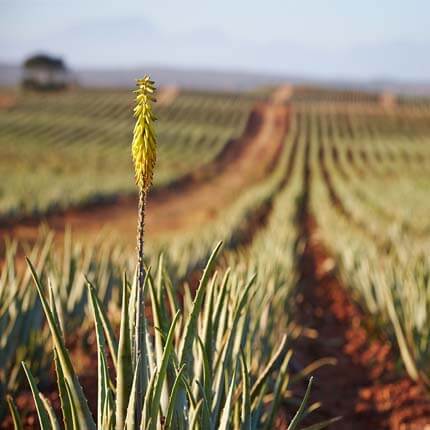 Aloe Vera mark med blomst