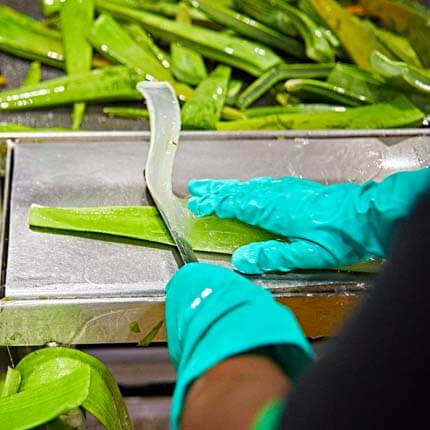 Aloe Vera fileteres