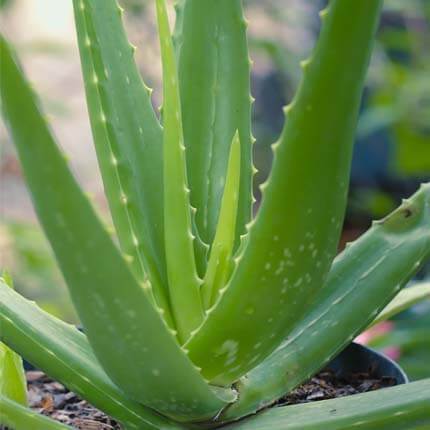 Aloe Vera plante i potte