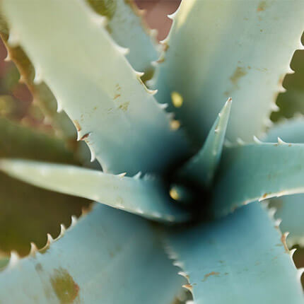 Aloe Vera plante